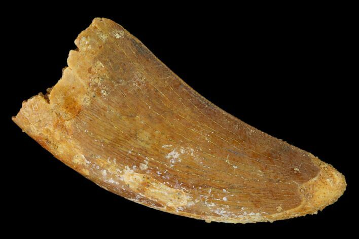 Carcharodontosaurus Tooth - Real Dinosaur Tooth #145735
